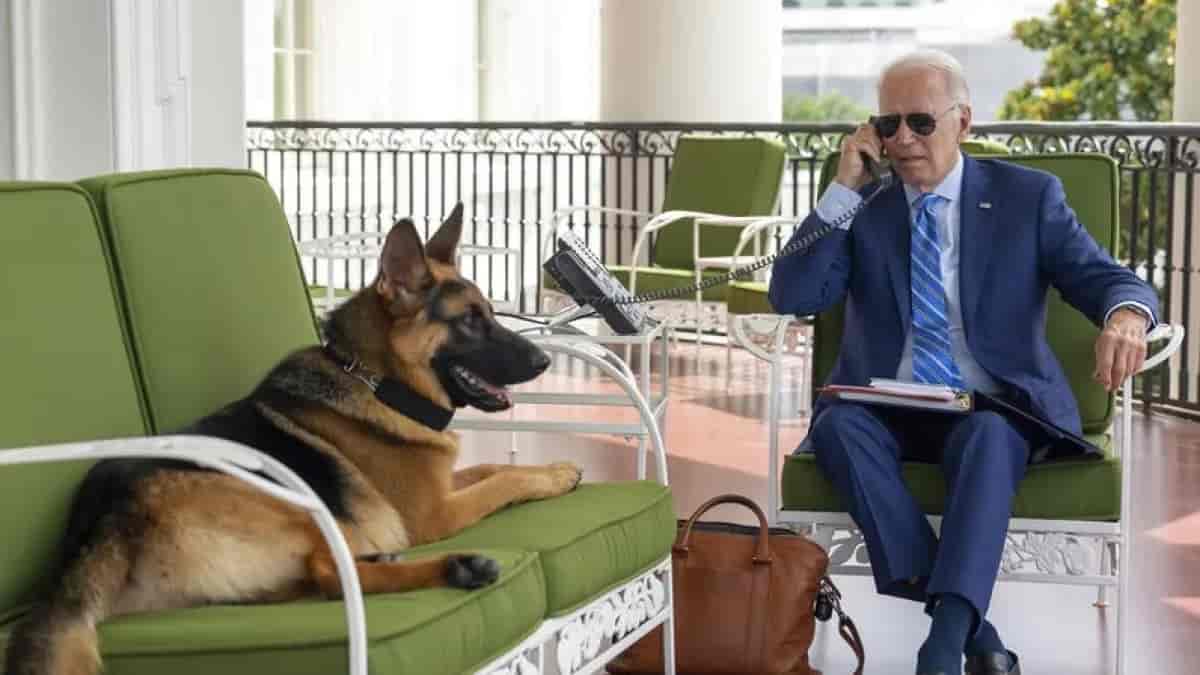 joe biden kicking dog (1)